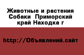 Животные и растения Собаки. Приморский край,Находка г.